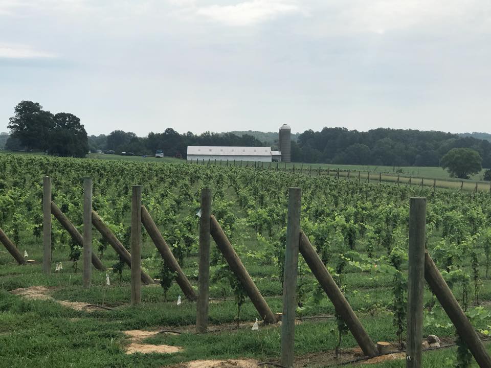 About Us Woodbine Vineyards