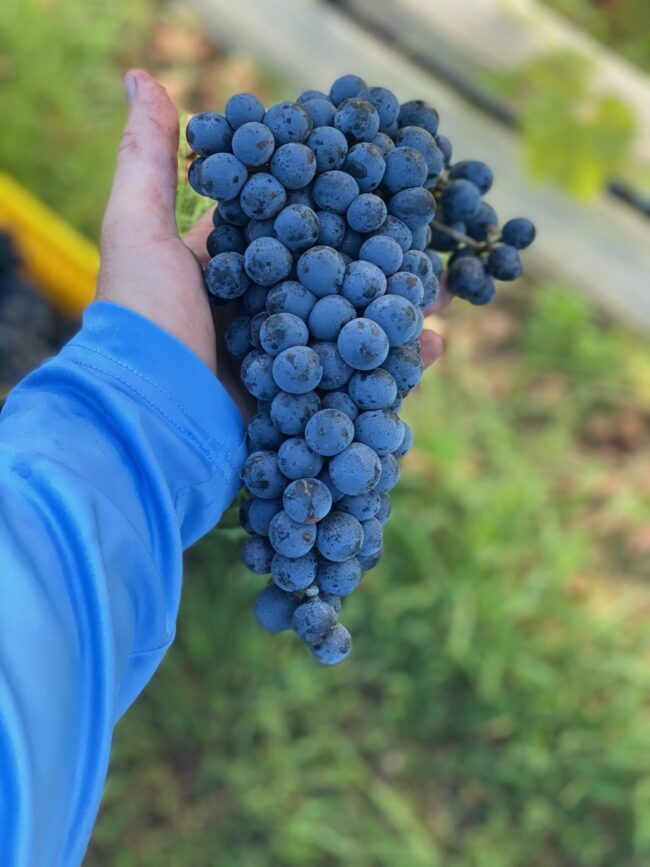 Hand holding a large cluster of grapes