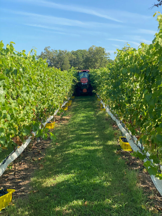 Tractor in vineyard row